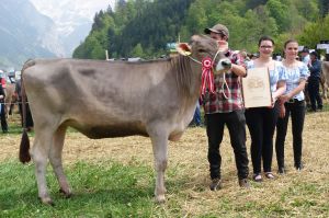 2k-Rinderchampion Arrow ANNIKA Scheuber Kaspar Winkel Engelberg